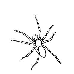 Dibujo para colorear: Araña (Animales) #576 - Dibujos para Colorear e Imprimir Gratis