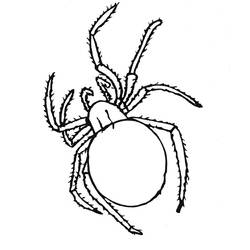 Dibujo para colorear: Araña (Animales) #577 - Dibujos para Colorear e Imprimir Gratis