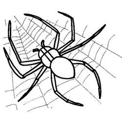 Dibujo para colorear: Araña (Animales) #584 - Dibujos para Colorear e Imprimir Gratis