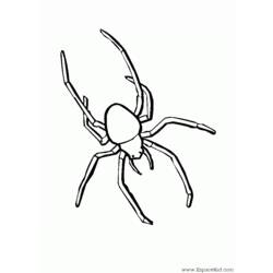 Dibujo para colorear: Araña (Animales) #587 - Dibujos para Colorear e Imprimir Gratis