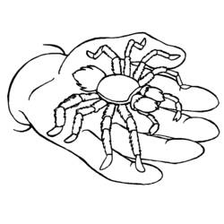 Dibujo para colorear: Araña (Animales) #664 - Dibujos para Colorear e Imprimir Gratis