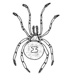 Dibujo para colorear: Araña (Animales) #666 - Dibujos para Colorear e Imprimir Gratis