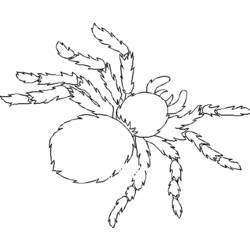 Dibujo para colorear: Araña (Animales) #670 - Dibujos para Colorear e Imprimir Gratis