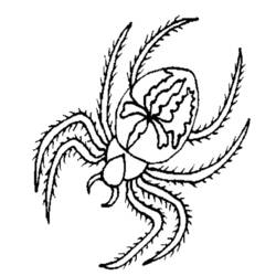 Dibujo para colorear: Araña (Animales) #674 - Dibujos para Colorear e Imprimir Gratis