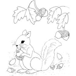 Dibujo para colorear: Ardilla (Animales) #6232 - Dibujos para Colorear e Imprimir Gratis