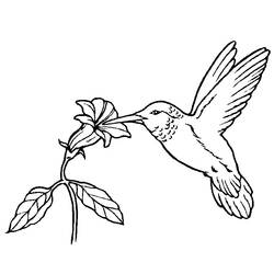 Dibujo para colorear: Aves (Animales) #11852 - Dibujos para Colorear e Imprimir Gratis