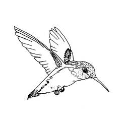 Dibujo para colorear: Aves (Animales) #11864 - Dibujos para Colorear e Imprimir Gratis