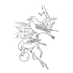 Dibujo para colorear: Aves (Animales) #11872 - Dibujos para Colorear e Imprimir Gratis