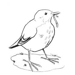 Dibujo para colorear: Aves (Animales) #11896 - Dibujos para Colorear e Imprimir Gratis