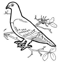 Dibujo para colorear: Aves (Animales) #11902 - Dibujos para Colorear e Imprimir Gratis