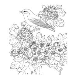Dibujo para colorear: Aves (Animales) #11916 - Dibujos para Colorear e Imprimir Gratis