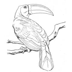 Dibujo para colorear: Aves (Animales) #11919 - Dibujos para Colorear e Imprimir Gratis