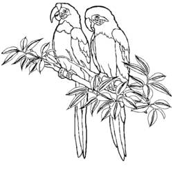 Dibujo para colorear: Aves (Animales) #11927 - Dibujos para Colorear e Imprimir Gratis