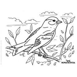 Dibujo para colorear: Aves (Animales) #11936 - Dibujos para Colorear e Imprimir Gratis