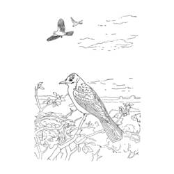 Dibujo para colorear: Aves (Animales) #11938 - Dibujos para Colorear e Imprimir Gratis