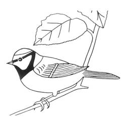Dibujo para colorear: Aves (Animales) #11960 - Dibujos para Colorear e Imprimir Gratis