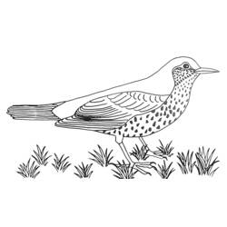 Dibujo para colorear: Aves (Animales) #11973 - Dibujos para Colorear e Imprimir Gratis