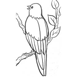 Dibujo para colorear: Aves (Animales) #11976 - Dibujos para Colorear e Imprimir Gratis