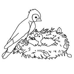 Dibujo para colorear: Aves (Animales) #11980 - Dibujos para Colorear e Imprimir Gratis