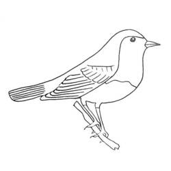 Dibujo para colorear: Aves (Animales) #12021 - Dibujos para Colorear e Imprimir Gratis