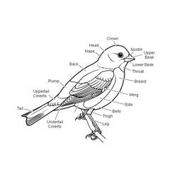 Dibujo para colorear: Aves (Animales) #12055 - Dibujos para Colorear e Imprimir Gratis