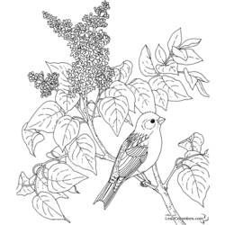 Dibujo para colorear: Aves (Animales) #12066 - Dibujos para Colorear e Imprimir Gratis