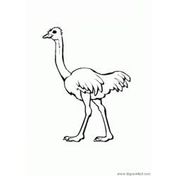 Dibujo para colorear: Avestruz (Animales) #678 - Dibujos para Colorear e Imprimir Gratis