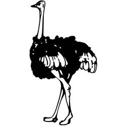 Dibujo para colorear: Avestruz (Animales) #725 - Dibujos para Colorear e Imprimir Gratis