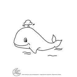 Dibujo para colorear: Ballena (Animales) #942 - Dibujos para Colorear e Imprimir Gratis