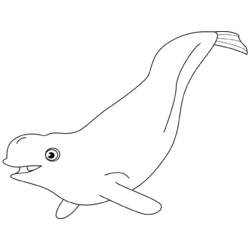 Dibujo para colorear: Beluga (Animales) #1042 - Dibujos para Colorear e Imprimir Gratis