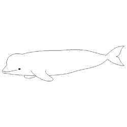 Dibujo para colorear: Beluga (Animales) #1048 - Dibujos para Colorear e Imprimir Gratis