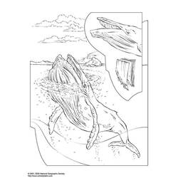 Dibujo para colorear: Beluga (Animales) #1052 - Dibujos para Colorear e Imprimir Gratis