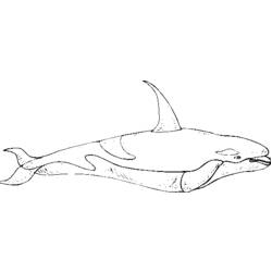 Dibujo para colorear: Beluga (Animales) #1054 - Dibujos para Colorear e Imprimir Gratis