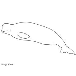 Dibujos para colorear: Beluga - Dibujos para Colorear e Imprimir Gratis