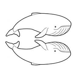 Dibujo para colorear: Beluga (Animales) #1076 - Dibujos para Colorear e Imprimir Gratis