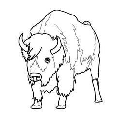Dibujo para colorear: Bisonte (Animales) #1192 - Dibujos para Colorear e Imprimir Gratis