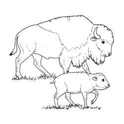 Dibujo para colorear: Bisonte (Animales) #1205 - Dibujos para Colorear e Imprimir Gratis