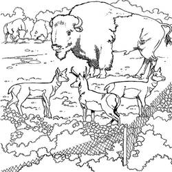 Dibujo para colorear: Bisonte (Animales) #1209 - Dibujos para Colorear e Imprimir Gratis