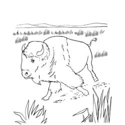Dibujo para colorear: Bisonte (Animales) #1226 - Dibujos para Colorear e Imprimir Gratis