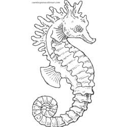 Dibujo para colorear: Caballito de mar (Animales) #18611 - Dibujos para Colorear e Imprimir Gratis