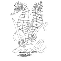 Dibujo para colorear: Caballito de mar (Animales) #18680 - Dibujos para Colorear e Imprimir Gratis
