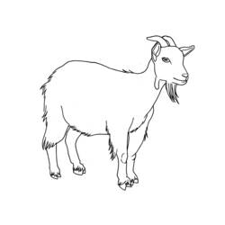Dibujo para colorear: Cabra (Animales) #2406 - Dibujos para Colorear e Imprimir Gratis