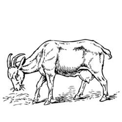 Dibujo para colorear: Cabra (Animales) #2449 - Dibujos para Colorear e Imprimir Gratis