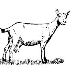 Dibujo para colorear: Cabra (Animales) #2478 - Dibujos para Colorear e Imprimir Gratis