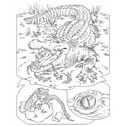 Dibujo para colorear: Caimán (Animales) #443 - Dibujos para Colorear e Imprimir Gratis