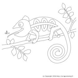 Dibujo para colorear: Camaleón (Animales) #1407 - Dibujos para Colorear e Imprimir Gratis