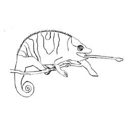 Dibujo para colorear: Camaleón (Animales) #1412 - Dibujos para Colorear e Imprimir Gratis
