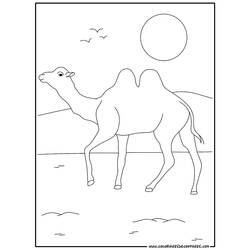 Dibujo para colorear: Camello (Animales) #1672 - Dibujos para Colorear e Imprimir Gratis
