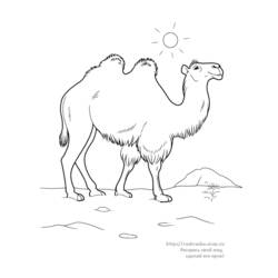 Dibujo para colorear: Camello (Animales) #1686 - Dibujos para Colorear e Imprimir Gratis