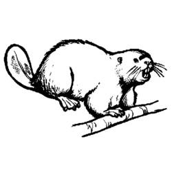 Dibujo para colorear: Castor (Animales) #1608 - Dibujos para Colorear e Imprimir Gratis